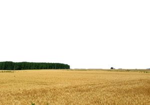 A KAP nemzeti irányító hatóság 2/2024. számú közleménye az agro-ökológiai program egyes gyakorlatainak teljesítéséhez szükséges nébih által engedélyezett szerlistákról