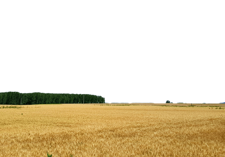 A KAP nemzeti irányító hatóság 2/2024. számú közleménye az agro-ökológiai program egyes gyakorlatainak teljesítéséhez szükséges nébih által engedélyezett szerlistákról