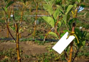 Fontos tudnivalók gyümölcs szaporítóanyag vásárlása előtt