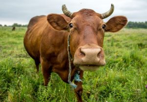 Juh, szarvasmarha és kecske ENAR adategyeztetés – 2024 március