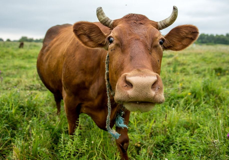 Juh, szarvasmarha és kecske ENAR adategyeztetés – 2024 március