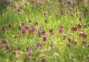 Megjelent a natura 2000 gyepterületek kompenzációs támogatása