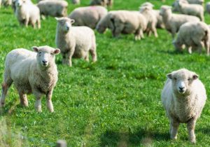 Mezőgazdasági üzemméret kiszámítása
