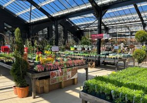 Díszkertészeti ágazat kisvállalkozásainak támogatása