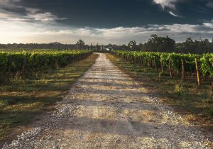 Kertészet – ültetvénytelepítés és gyógynövénytermesztés támogatása
