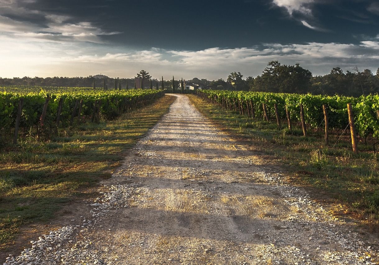 Kertészet – ültetvénytelepítés és gyógynövénytermesztés támogatása