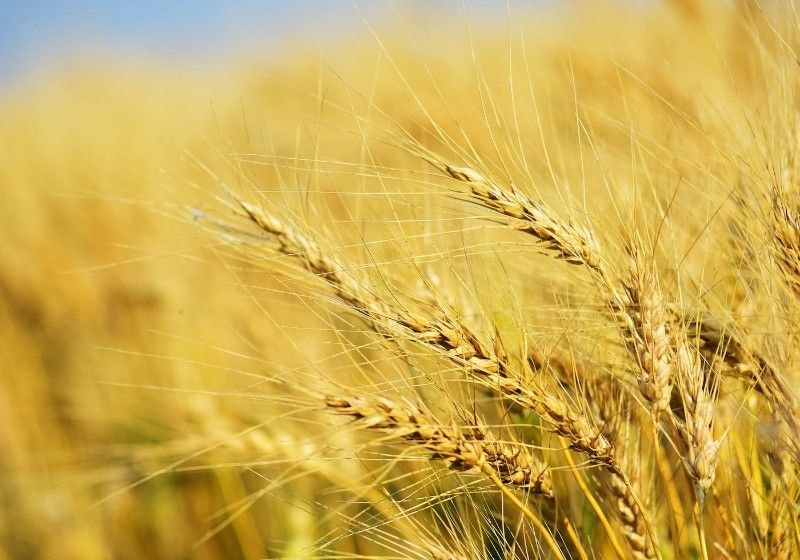 Mezőgazdasági árbevétel helyes kiszámítása