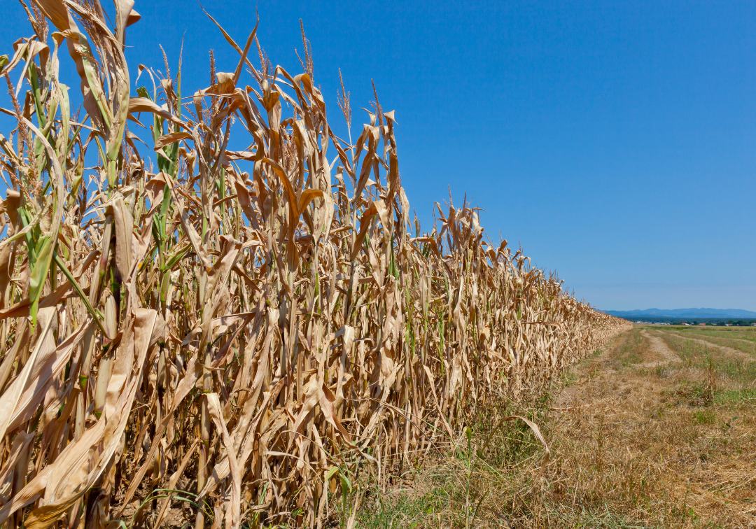 Aszály és hőstressz hatása a növényállományra – és a védekezés lehetőségei rövid és hosszú távon - agrár hírek - Gazdagrow ahol a gazda jár jól