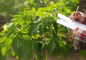 2025–2026: fókuszban a generációváltás, kisüzemek és vízgazdálkodás – átfogó pályázati körkép Gazdagrow mezőgazdasági pályázat, szaktanácsadás és növényvédelem