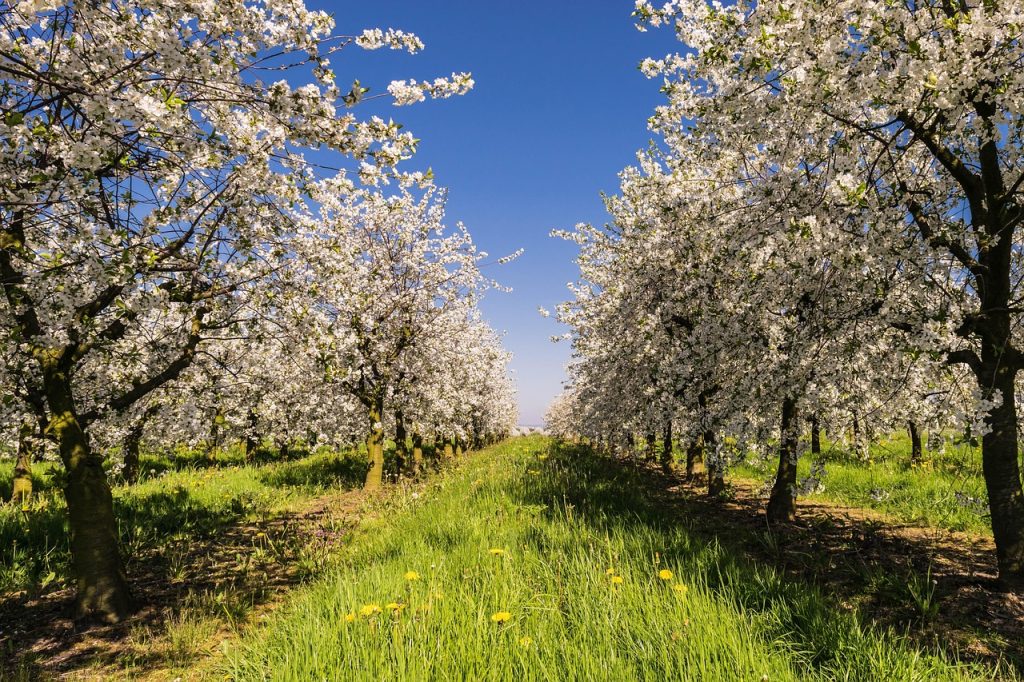 KAP Stratégiai Terv pályázatok 2025 Gazdagrow mezőgazdasági pályázatírás, agrár támogatások útmutatója