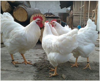fehér magyar kakas és tyúkok - Gazdagrow mezőgazdasági szaktanácsok