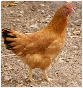 sárga magyar tyúk - Gazdagrow mezőgazdasági szaktanácsok