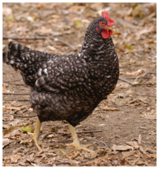 kendermagos tyúk Gazdagrow agrár szaktanácsok