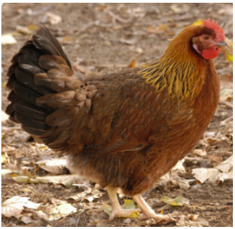 fogolyszínű magyar tyúk állattenyésztés