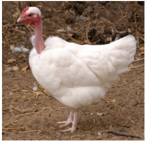 fehér erdélyi kopasznyakú tyúk agrár szaktanácsok állatternyésztőknek