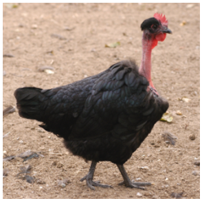 fekete erdélyi kopasznyakú tyúk agrár szaktanácsok és mezőgazdasági pályázatírás állattartóknak