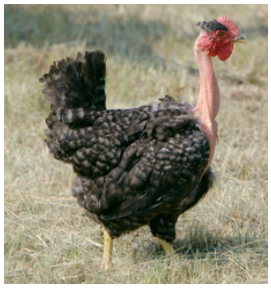 kendermagos erdélyi kopasznyakú tyúk agrár szaktanácsok és mezőgazdasági pályázatírás állattartóknak