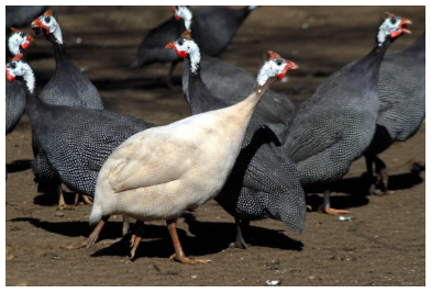 magyar parlagi gyöngytyúkok mezőgazdsagási szaktanácsok és pályázatírás állattartó telepeknek