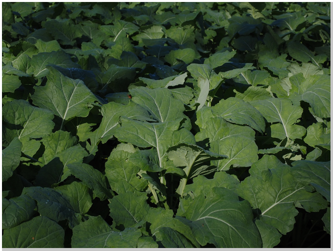 Őszi káposztarepce