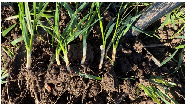 Kalászosok (őszi búza, árpa): indul a gyökérfejlődés ideje