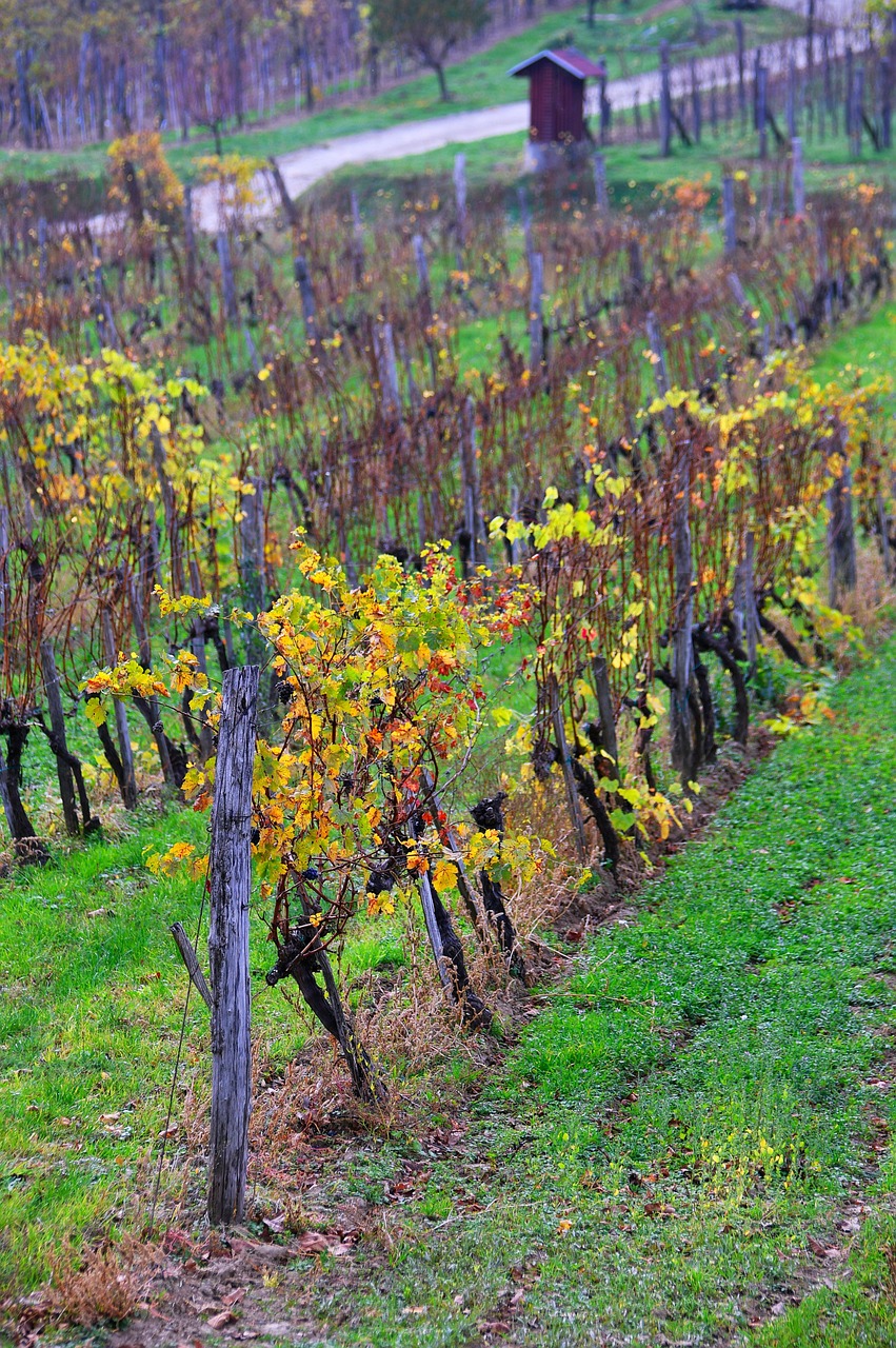 Őszi tápanyag-utánpótlás szőlőben és gyümölcsösben: mikor, mit és miért adjunk?
