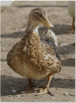 tarka (vadas) magyar kacsa