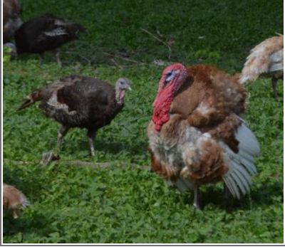 bronz- és rézpulyka