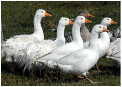 sima- és fodros tollú magyar lúd