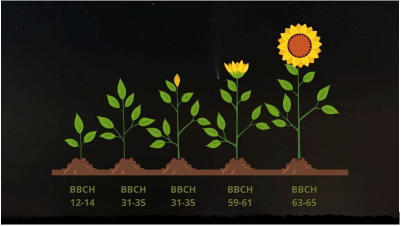 fenológiai stádium