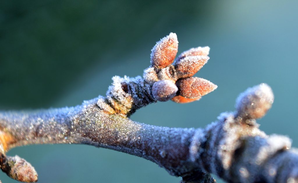 A fagy hatása a növényvédelemben – amit a szezon elején tudni kell