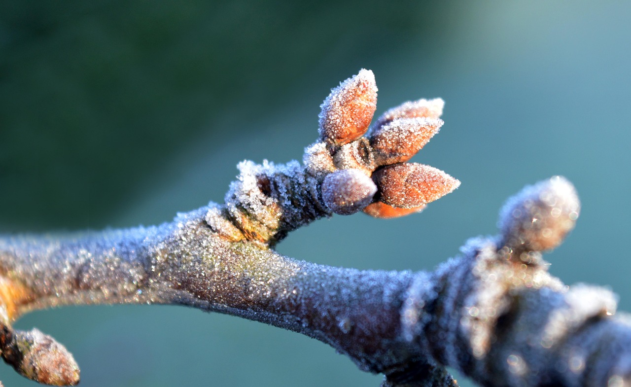 A fagy hatása a növényvédelemben – amit a szezon elején tudni kell