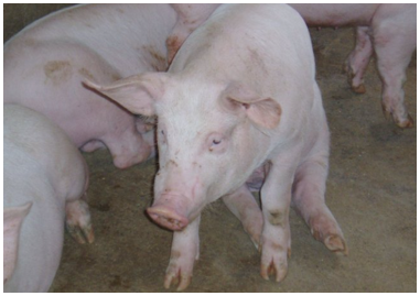 sertés kutyaszerű ülésben