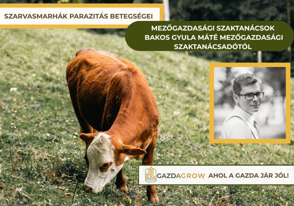 Paraziták a szarvasmarha állományban? Súlyos veszteségeket okozhatnak