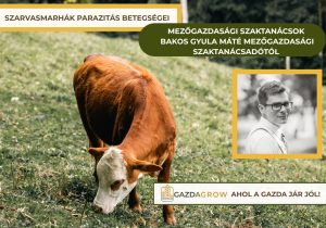 Paraziták a szarvasmarha állományban? Súlyos veszteségeket okozhatnak