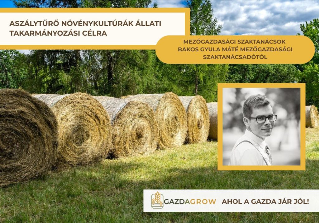 A klímaváltozás miatt egyre fontosabb a megfelelő növényválasztás. Bemutatjuk azokat a takarmánynövényeket, amelyek száraz körülmények között is megbízható termést adhatnak.