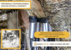 Ventilátor, párásítás vagy közvetlen vízhűtés? Bemutatjuk, milyen megoldásokkal mérsékelhető a hőstressz és a termeléscsökkenés.